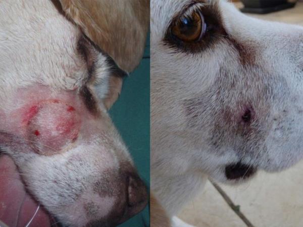 Avstralske jagode, ki čudežno ozdravijo raka v samo nekaj minutah